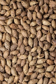 Sibirische Spitzklettenfrucht, vorbehandelt Tropfen - Tinktur