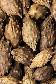 Sibirische Spitzklettenfrucht, vorbehandelt Tropfen - Tinktur