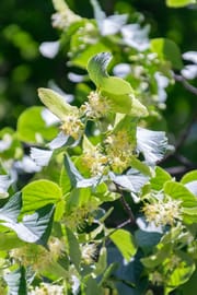 Lindenblüten