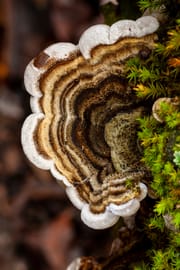 Coriolus Tropfen - Tinktur