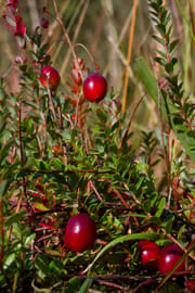 Cranberry