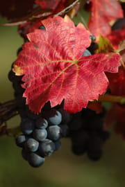 Weinblätter