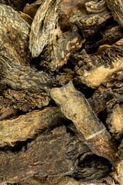 Wüstencistanche