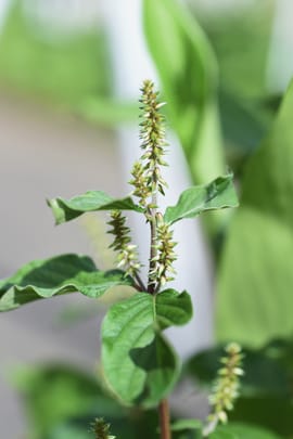 Ochsenkniewurzel Tropfen - Tinktur