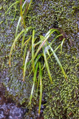 Grasblättrige Kalmuswurzel