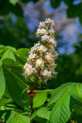 Rosskastanienblüten