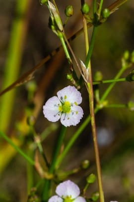 Orientalischer Froschlöffelerdspross