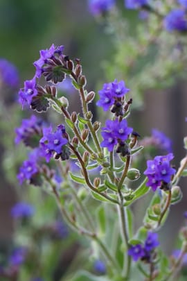 Alkannawurzel Tropfen - Tinktur