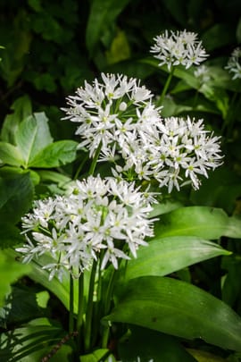 Bärlauchkraut Tropfen - Tinktur