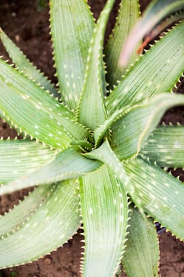 Aloe plv.