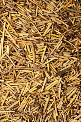 Alpinia Oxyphylla Früchte Tropfen - Tinktur