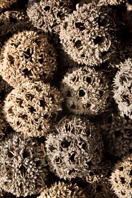 Amberbaumfrucht Salbe