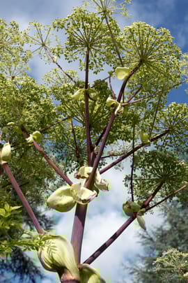 Sibirische Engelwurz