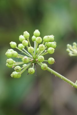 Chinesische Angelikawurzel Tropfen - Tinktur