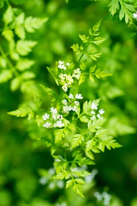 Kerbelblätter Salbe