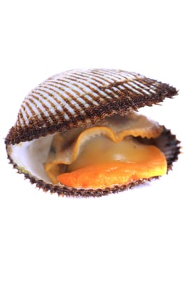 Archenmuschelschale Tropfen - Tinktur