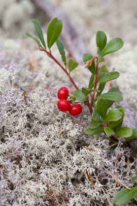 Bärentraubenblätter Tropfen - Tinktur