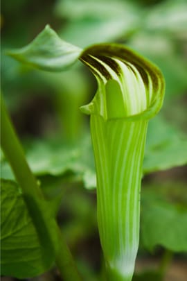 Feuerkolbenwurzelstock, vorbehandelt