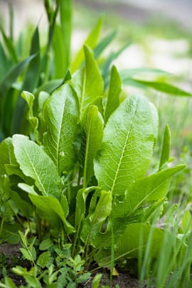 Meerrettichwurzel Tropfen - Tinktur