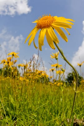 Arnikablüten