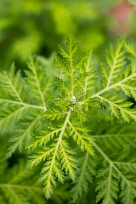 Einjähriges Beifusskraut