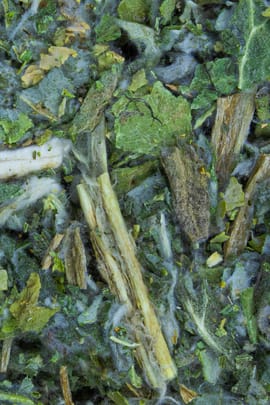 Artischockenkraut