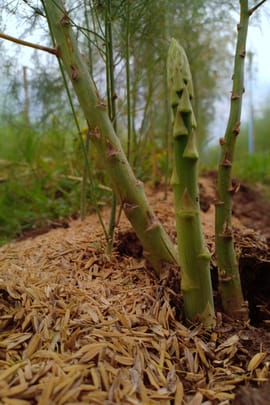 Spargelwurzel