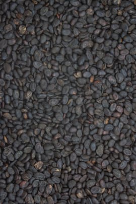 Asphaltkleefrüchte, vorbehandelt