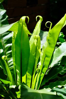 Hirschzungenkraut Tropfen - Tinktur