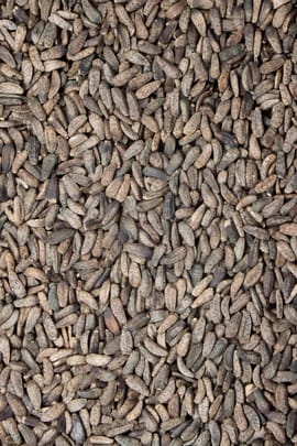 Astragalussamen Salbe