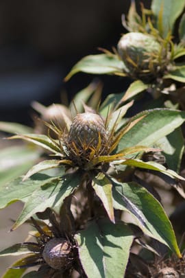 Grossköpfige Speichelkrautwurzel