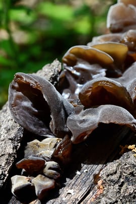Auricularia Tropfen - Tinktur