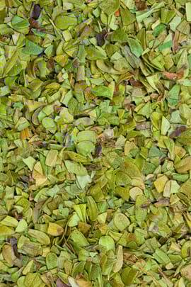 Bärentraubenblätter Tropfen - Tinktur