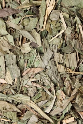 Bambusblätter grazil