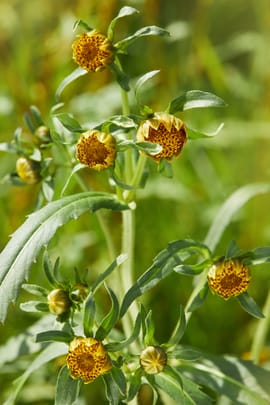 Zweizahnkraut Tropfen - Tinktur