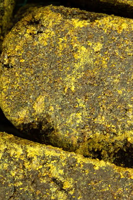 Propolis Salbe