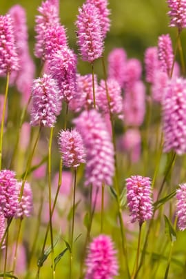 Schlangenknöterichwurzel