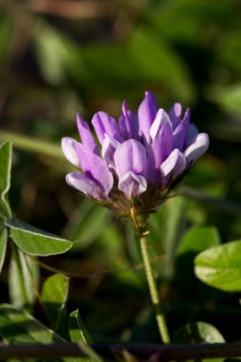 Asphaltkleefrüchte, vorbehandelt