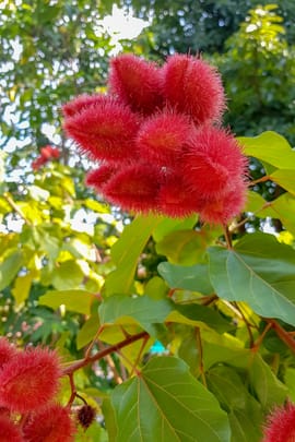 Anattofrüchte Tropfen - Tinktur