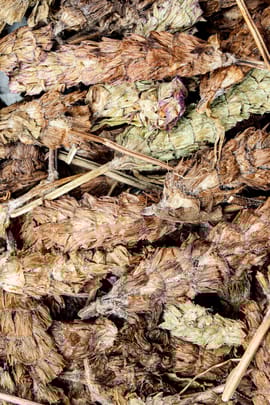 Braunellenähren Salbe