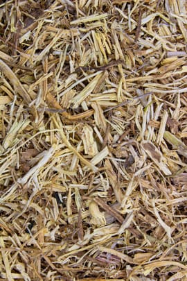 Brennnesselwurzel Tropfen - Tinktur