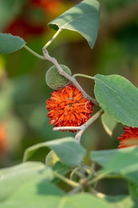 Papiermaulbeerfrüchte