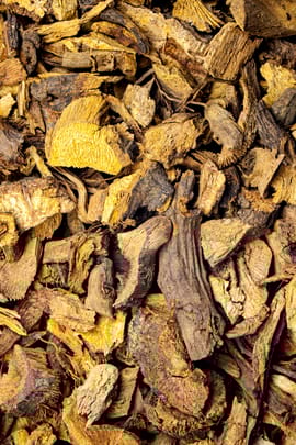 Buschknöterichwurzelstock Tropfen - Tinktur