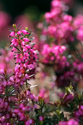 Heidekrautblüten
