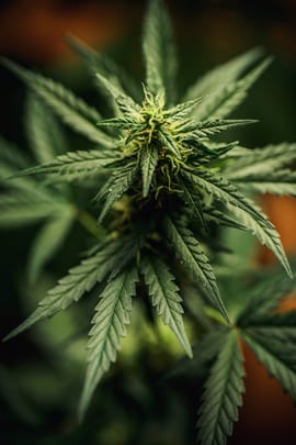 Hanfsamen Tropfen - Tinktur