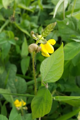 Sicklepodsamen, vorbehandelt Salbe