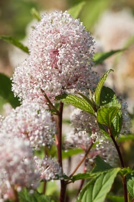 Säckelblumenwurzel Tropfen - Tinktur