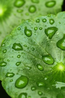 Wassernabelkraut, indisch Tropfen - Tinktur