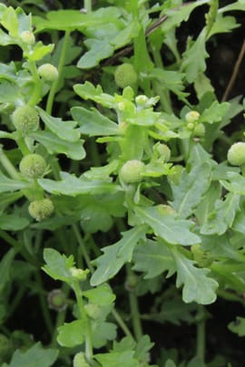 Centipedenkraut Tropfen - Tinktur