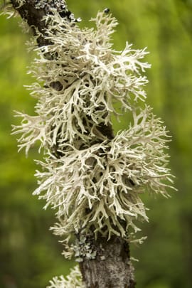 Isländisches Moos Salbe